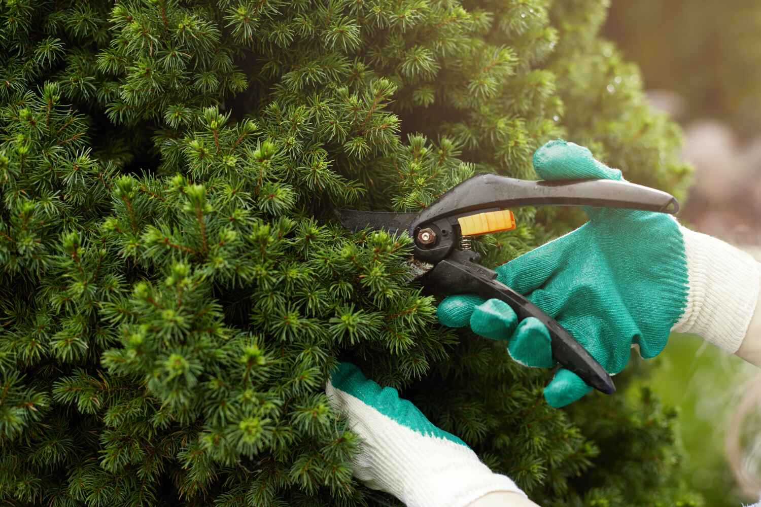 Best Tree Care Services  in Key Vista, FL